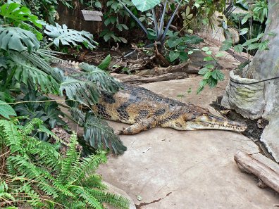Crocodile Zoo, Czech republic