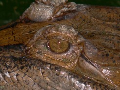 Bali Crocodile Farm